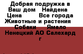 Добрая подружка,в Ваш дом!!!Найдена › Цена ­ 10 - Все города Животные и растения » Собаки   . Ямало-Ненецкий АО,Салехард г.